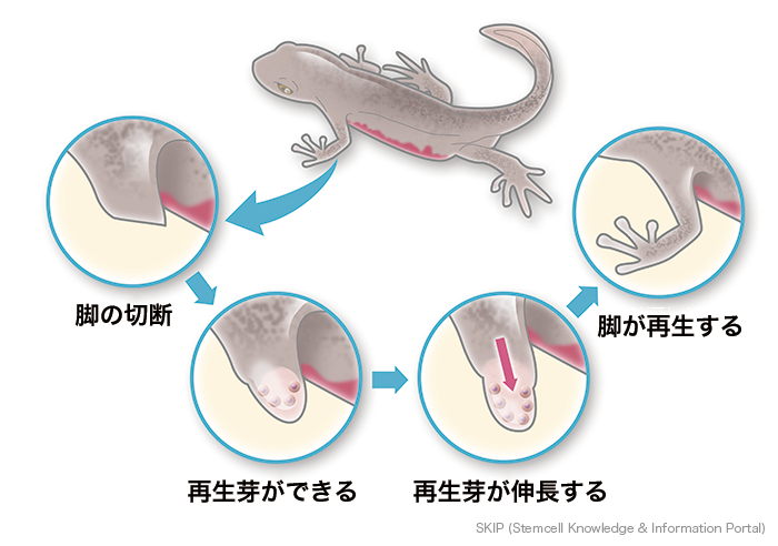 図：イモリの脚の再生