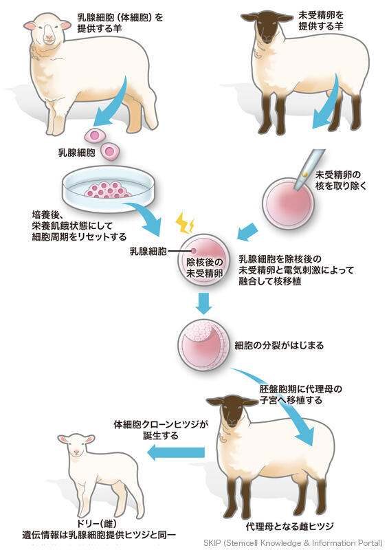 図：クローン羊ドリーの誕生