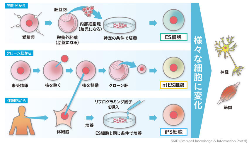 図：幹細胞の種類