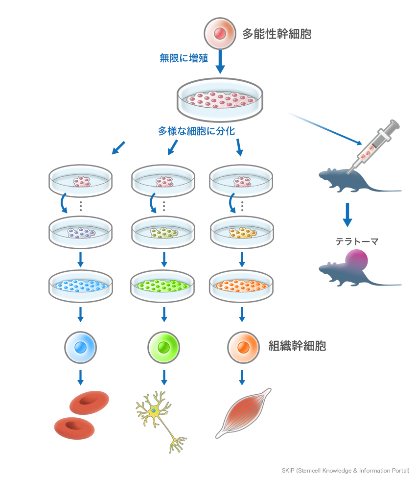 図：組織幹細胞