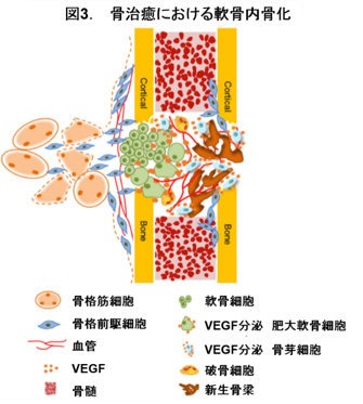 第6回 骨芽細胞から分泌されたvegfが骨再生を制御する 幹細胞情報データベースプロジェクトskip Stemcell Knowledge Information Portal