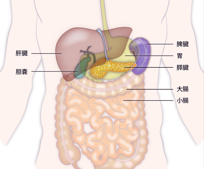 図：膵臓の場所