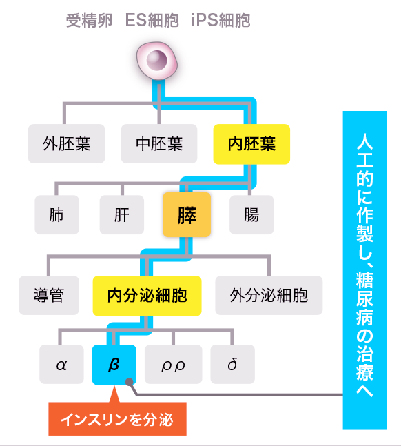 図：膵臓の発生分化と再生