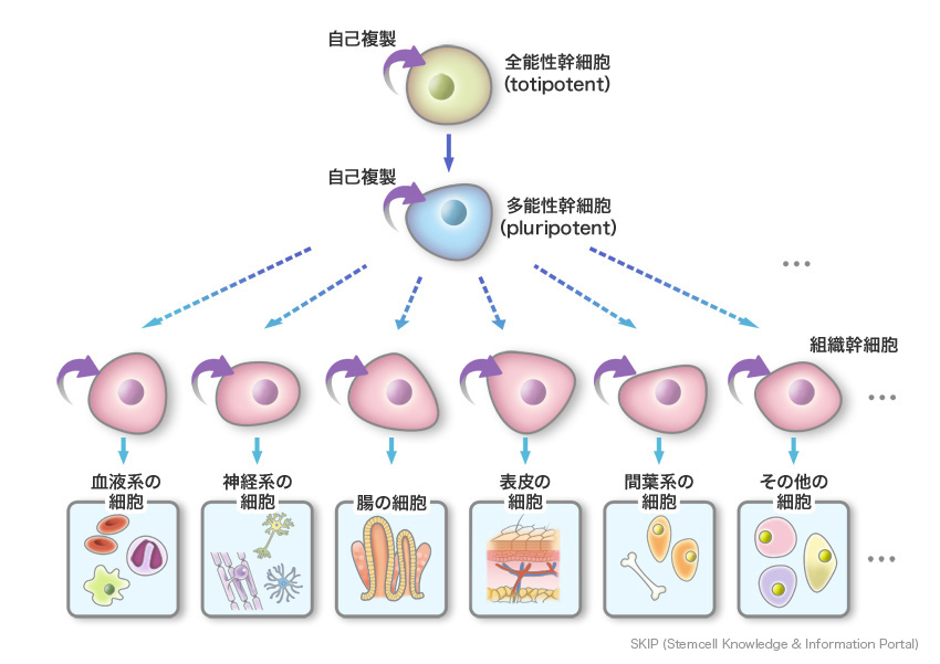 図：幹細胞とは