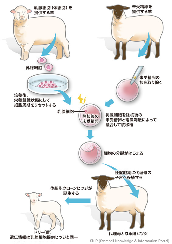 図：クローン羊ドリーの誕生