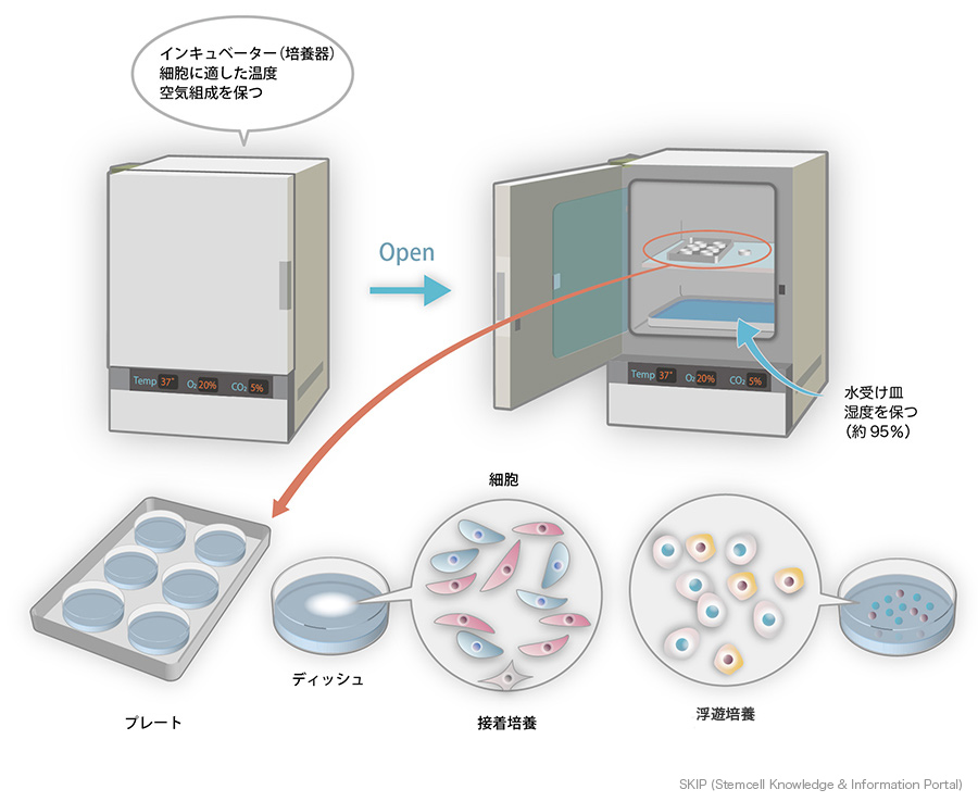 図：インキュベーター（培養器）での細胞培養